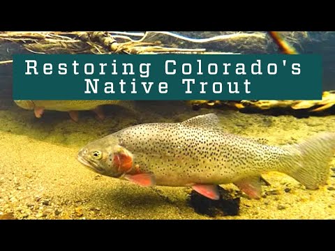 TU GREENBACK CUTTHROAT<br>COLORADO REEL