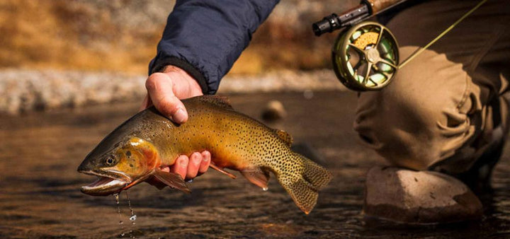 TU RIO GRANDE CUTTHROAT<br>COLORADO REEL